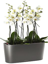Blooming Phalaenopsis Orchid in LECHUZA DELTA Self-watering Planter, Total Height 60 cm
