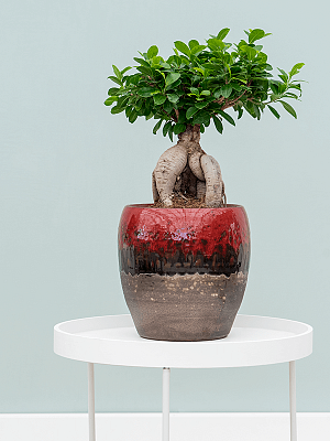 Amora Couple Glazed Clay Round Planter Amora Couple Glazed Clay Round Planter
