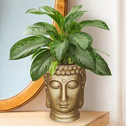 IDEALIST Lite Buddha Face Plant Pot Indoor