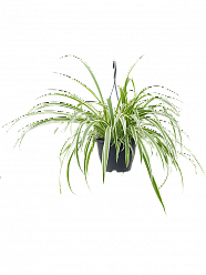 Shade-loving Spider Plant Chlorophytum comosum 'Vittatum' Indoor House Plants
