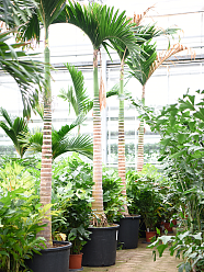 Tropical Dwarf Betel Nut Palm Areca catechu dwarf (250-350) Tall Indoor House Plants Trees