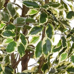 Ficus Liana Variegated Flame Retardant Artificial Tree Plant