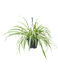 Shade-loving Spider Plant Chlorophytum comosum 'Vittatum' Indoor House Plants