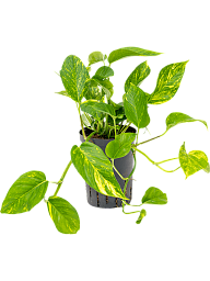 Shade-loving Pothos Scindapsus (Epipremnum) 'Aureum' Indoor House Plants
