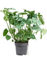 Shade-loving Swiss Cheese Plant Monstera deliciosa Indoor House Plants