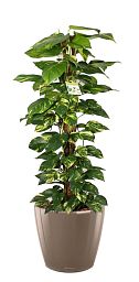 Easy-Care Fern Epipremnum aureum Golden Pothos in LECHUZA CLASSICO LS Self-watering Planter, Total Height 160 cm Indoor House Plants