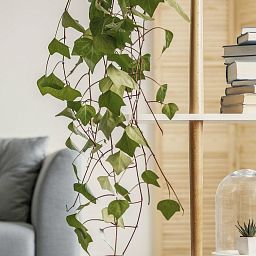 Ivy in LECHUZA BALCONERA Color Self-watering Planter, Total Height 50 cm