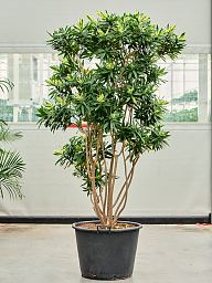 Colorful Pleomele (Dracaena) reflexa 'Song of Sri Lanka' Tall Indoor House Plants Trees
