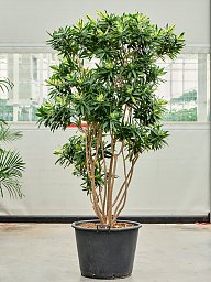 Colorful Pleomele (Dracaena) reflexa 'Song of Sri Lanka' Tall Indoor House Plants Trees