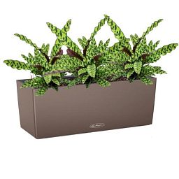 Calathea Lancifolia in LECHUZA BALCONERA Color Self-watering Planter, Total Height 60 cm