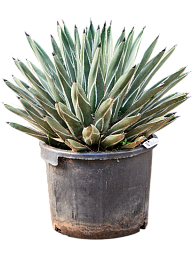Easy-Care Agave ferdinandi 'Regis' Indoor House Plants