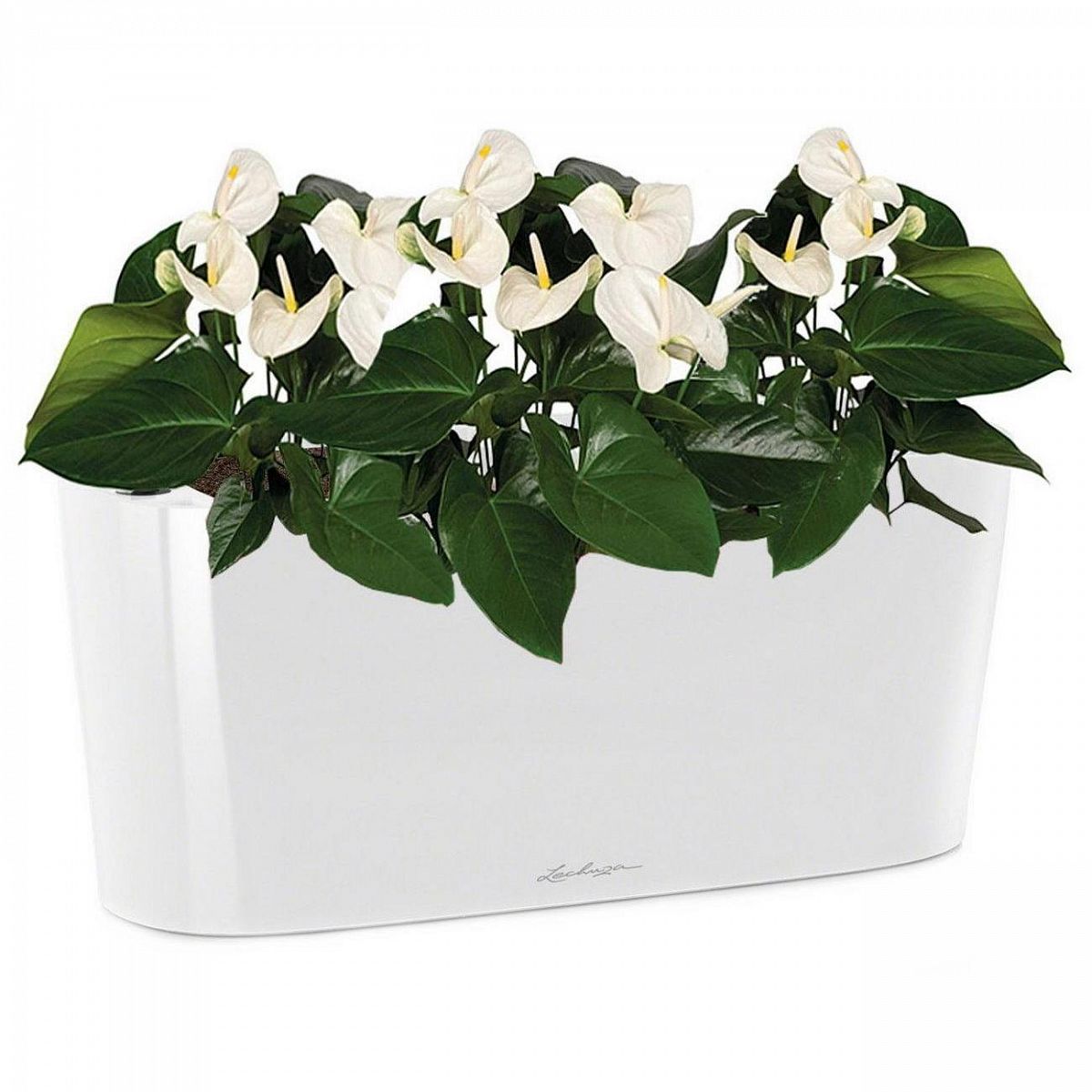 Blooming Anthurium Andraeanum White in LECHUZA DELTA Self-watering Planter, Total Height 45 cm