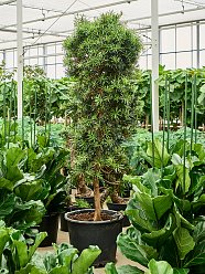 Lush Kusamaki Podocarpus macrophyllus Indoor House Plants