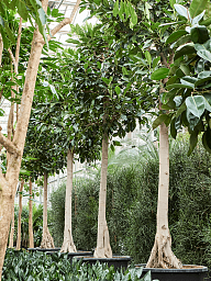 Lush Moreton Bay Fig Ficus macrophylla Tall Indoor House Plants Trees