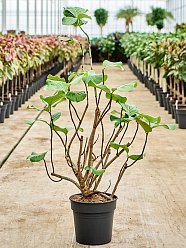 Lush Sea Grape Coccoloba uvifera Tall Indoor House Plants Trees