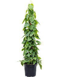 Lush Heart-Leaf Philodendron scandens Indoor House Plants