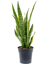 Elegant Snake Plant Sansevieria trifasciata 'Laurentii' Indoor House Plants