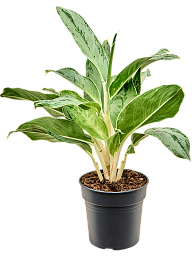 Aglaonema 'Horizon'