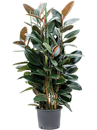 Lush Rubber Plant Ficus elastica 'Abidjan' Indoor House Plants