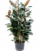 Lush Rubber Plant Ficus elastica 'Abidjan' Indoor House Plants