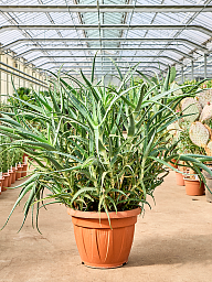 Aloe arborescens