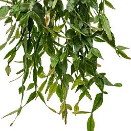 Easy-Care Mistletoe Cactus Rhipsalis elliptica Indoor House Plants