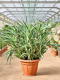 Aloe arborescens