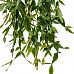 Easy-Care Mistletoe Cactus Rhipsalis eliptica Indoor House Plants