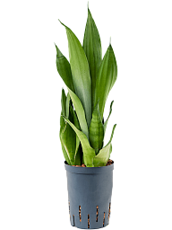 Easy-Care Snake Plant Sansevieria trifasciata 'Moonshine' Indoor House Plants