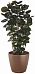 Polyscias Scutellaria in LECHUZA CLASSICO Color Self-watering Planter, Total Height 120 cm