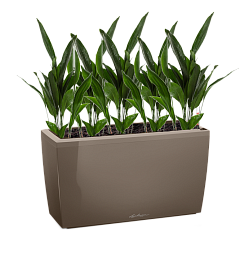 Aspidistra in LECHUZA CARARO Self-watering Planter, Total Height 120 cm