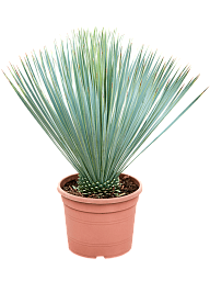 Photogenic Beaked Blue Yucca rostrata (170-200) Indoor House Plants