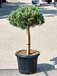 Showy Scots Pine Pinus sylvestris 'Watereri' (180-200) Outdoor Plants