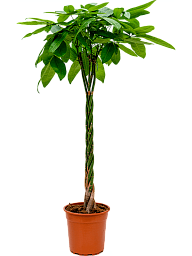 Insta-friendly Money Tree Pachira aquatica Tall Indoor House Plants Trees