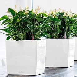 LECHUZA CUBE Square Poly Resin Self-watering Planter