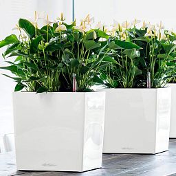 LECHUZA CUBE Square Poly Resin Self-watering Planter
