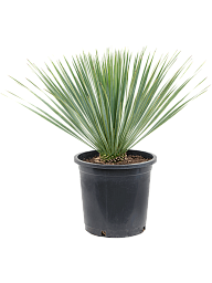Photogenic Beaked Blue Yucca rostrata (170-200) Indoor House Plants