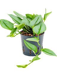 Lush Heart-Leaf Philodendron 'Metal Green' Indoor House Plants