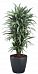 Dracaena Fragrans Warneckii in LECHUZA CLASSICO Color 43 Self-watering Planter, Total Height 170 cm