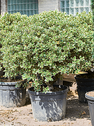 Cute English Holly Ilex aquifolium ‘Argenteo Marginata' (150-70) Outdoor Plants