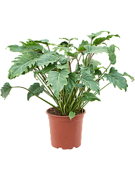Lush Heart-Leaf Philodendron 'Xanadu' Indoor House Plants