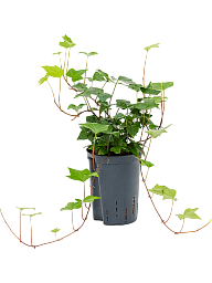 Easy-Care English Ivy Hedera algeriensis 'Montgomery' Indoor House Plants