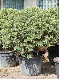 Cute English Holly Ilex aquifolium ‘Argenteo Marginata' (150-70) Outdoor Plants