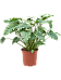 Lush Heart-Leaf Philodendron 'Xanadu' Indoor House Plants