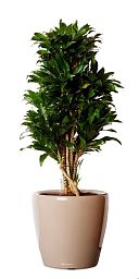 Dracaena Fragrans Compacta in LECHUZA CLASSICO LS Self-watering Planter, Total Height 105 cm