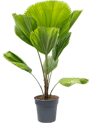 Lush Ruffled Fan Palm Licuala grandis Tall Indoor House Plants Trees