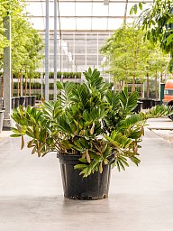 Lush Cardboard Palm Zamia furfuracea Indoor House Plants