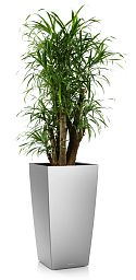 Dracaena Reflexa Anita in LECHUZA CUBICO Self-watering Planter, Total Height 140 cm
