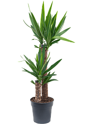 Insta-friendly Spineless Yucca elephantipes Tall Indoor House Plants Trees