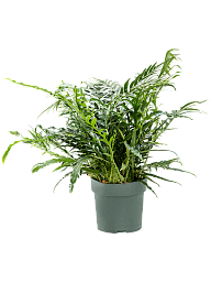Easy-Care Basket Fern Aglaomorpha 'Jim' Indoor House Plants